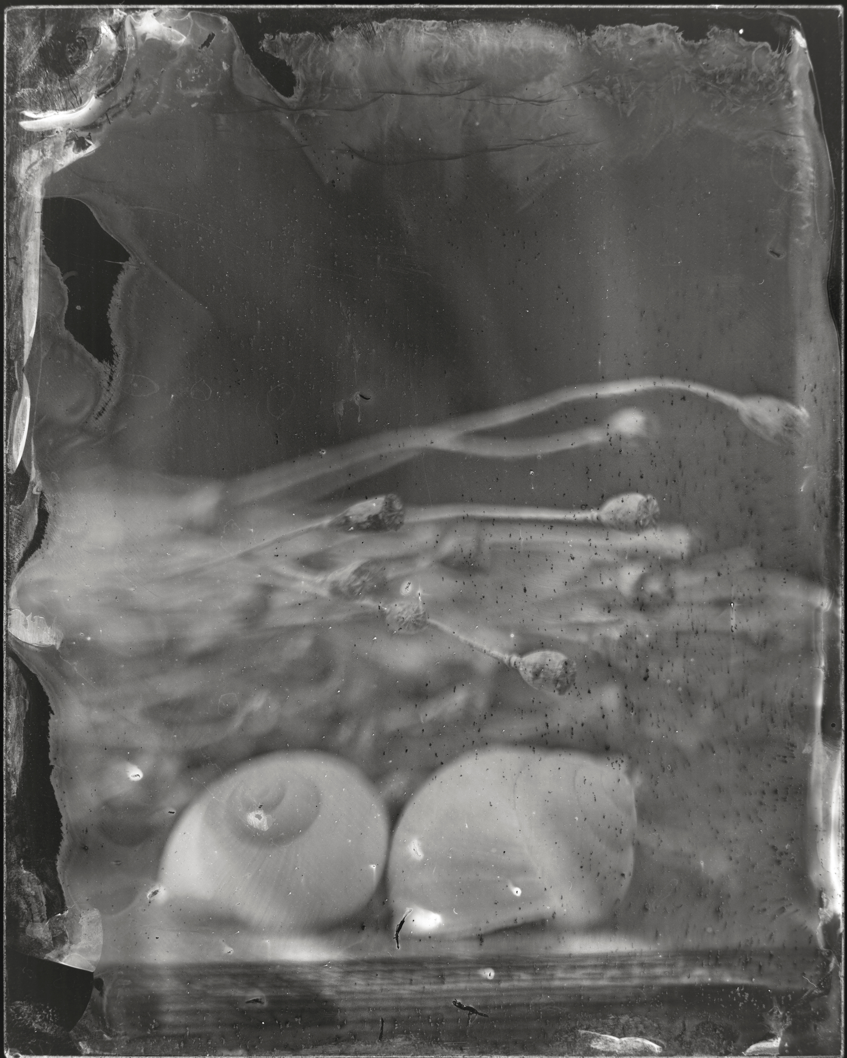 260615 Wetplate Ambroytypie